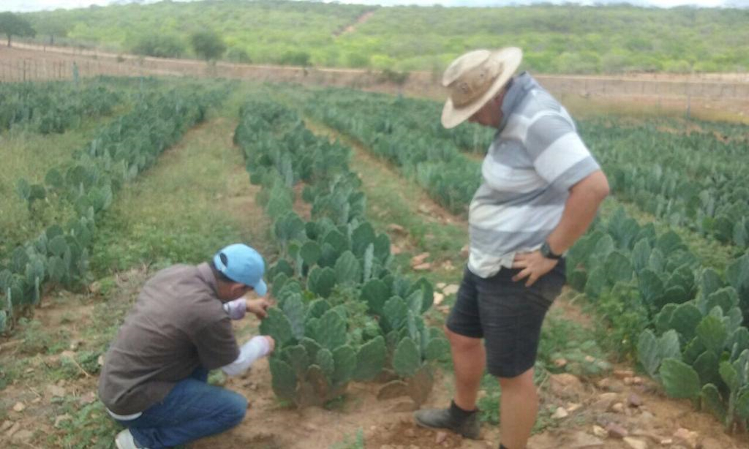Instituto Luiz Girão fomenta cultivo de palma forrageira para produtores de leite no Ceará.
