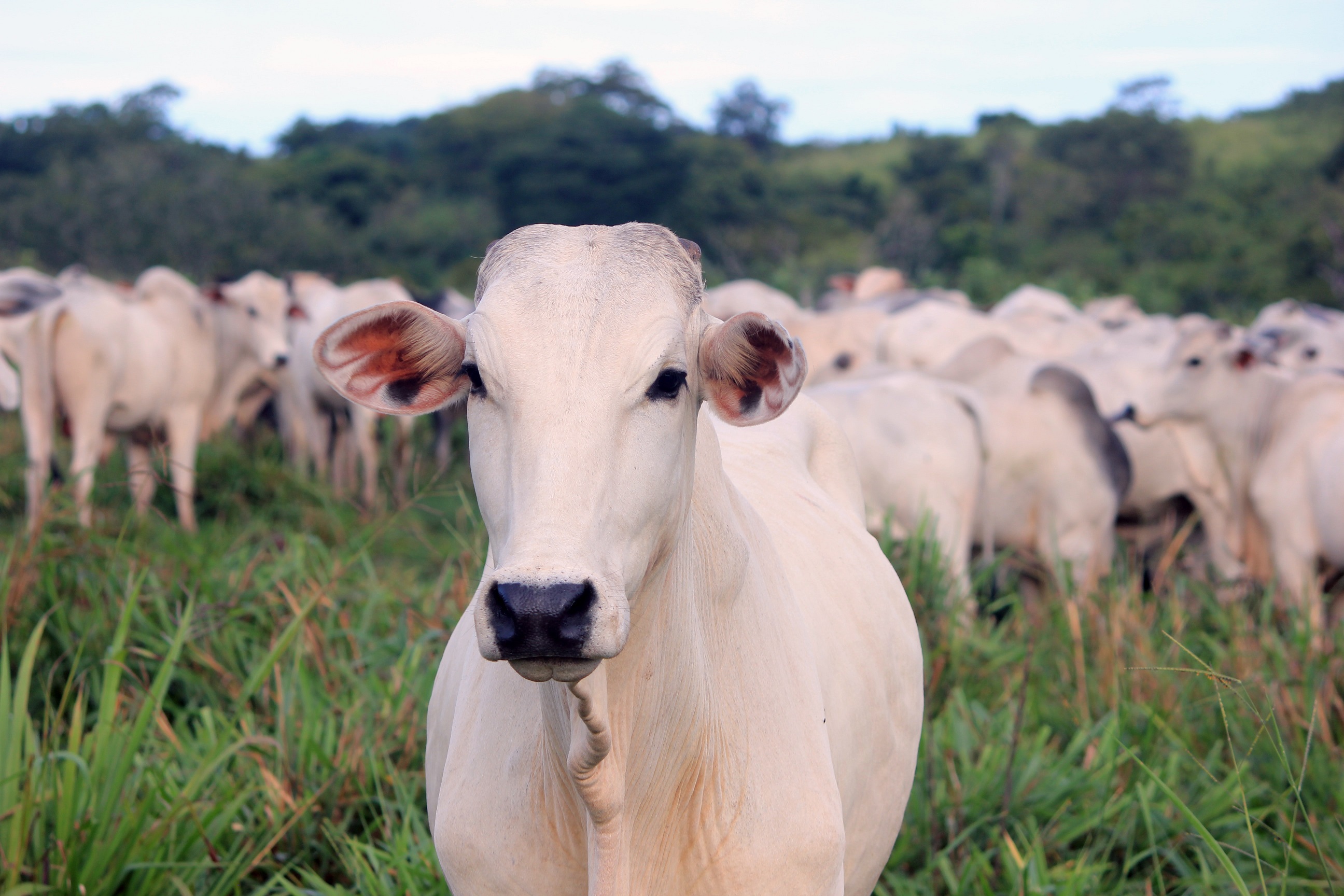 Intensificação das chuvas acelera surgimento de infecções em bovinos de corte 