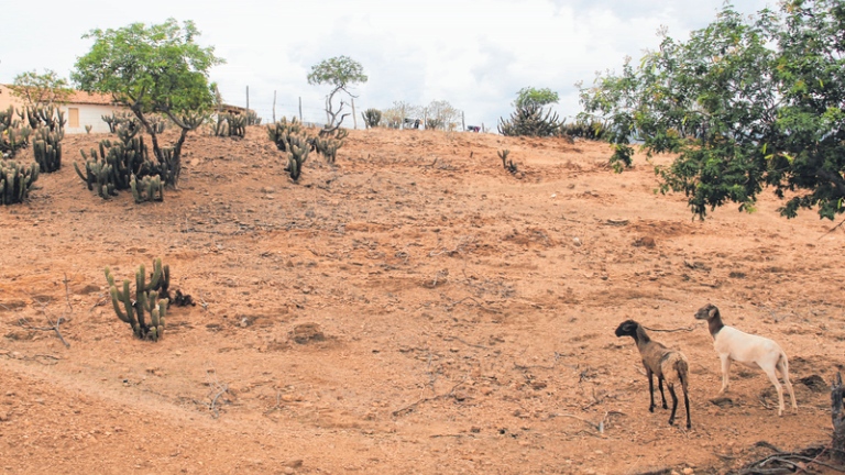 Município de Jaguaribe usa projeto para recuperar área em processo de desertificação.