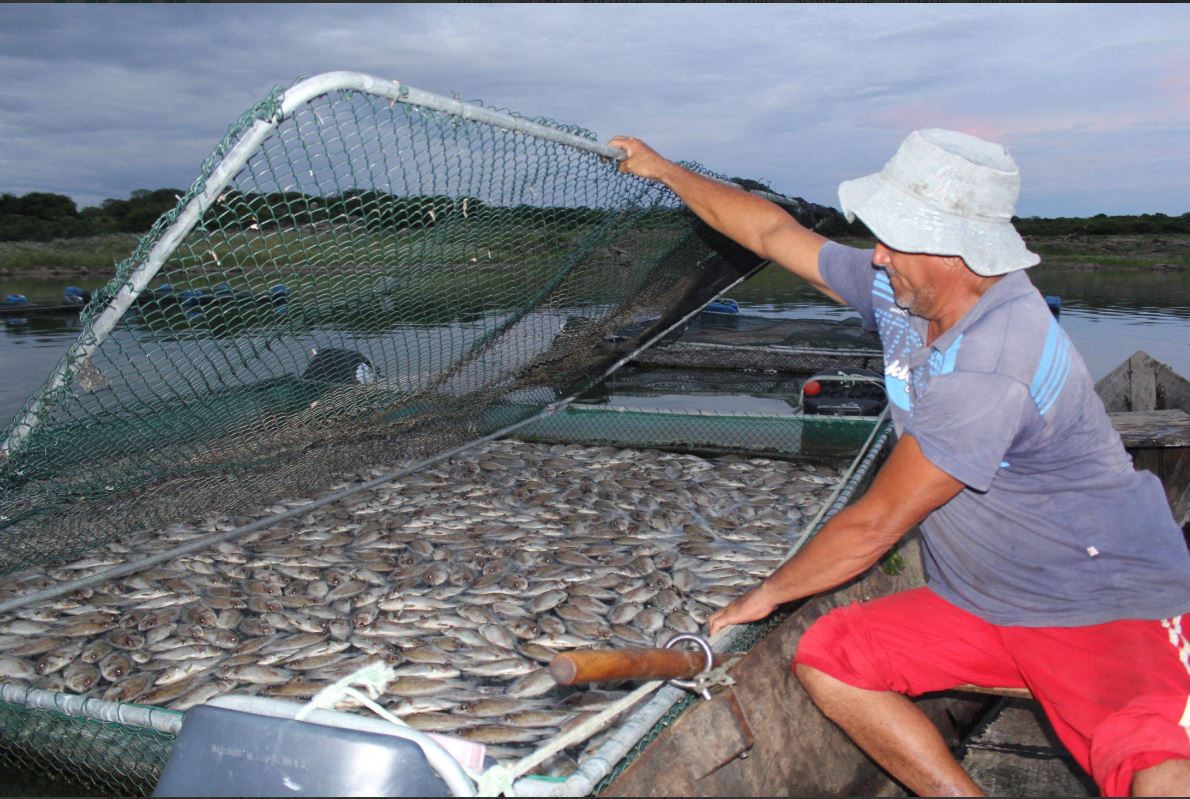 Mortandade de peixe no Castanhão ultrapassa 500 toneladas