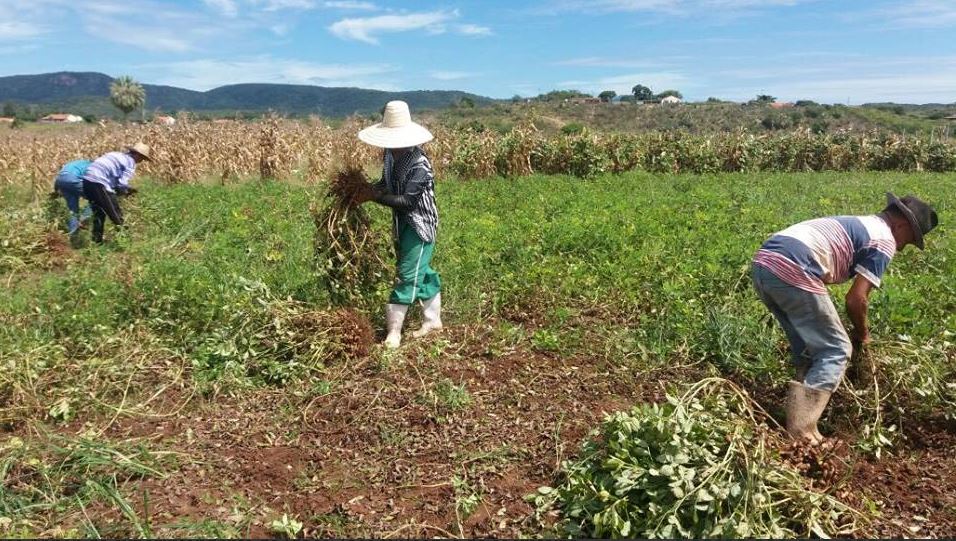 IDACE entrega títulos de terra em Jaguaribe hoje a agricultores de Jaguraribe. 